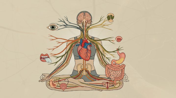 Parasympathetic Nervous System